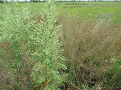 Axyris amaranthoides