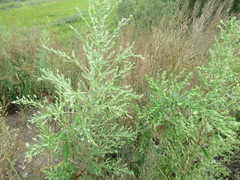 Axyris amaranthoides