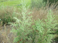 Axyris amaranthoides