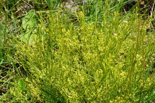 Image of Thesium pallidum by (c) Matthew Fainman, some rights reserved (CC BY)