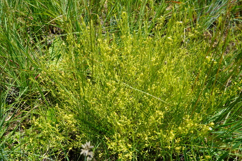 Image of Thesium pallidum by (c) Matthew Fainman, some rights reserved (CC BY)