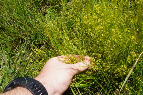 Image of Thesium pallidum by (c) Matthew Fainman, some rights reserved (CC BY)