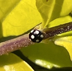 Hyperaspis pantherina