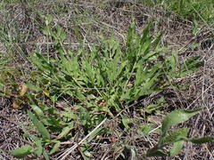 Urochloa panicoides
