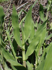Urochloa panicoides