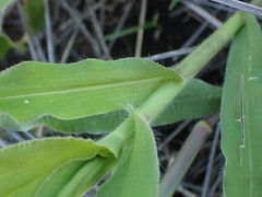 Urochloa panicoides