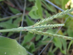 Urochloa panicoides