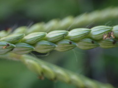 Urochloa panicoides