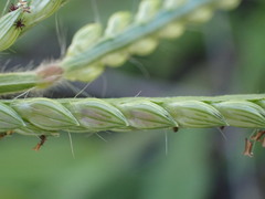 Urochloa panicoides