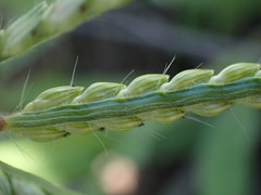 Urochloa panicoides