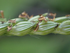 Urochloa panicoides