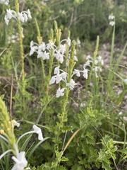 Chascanum hederaceum