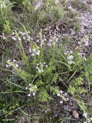 Chascanum hederaceum