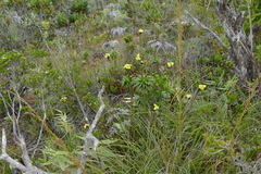 Xyris neocaledonica