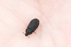 Melyrini