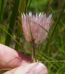 Helichrysum vernum