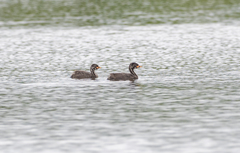 Tachybaptus ruficollis