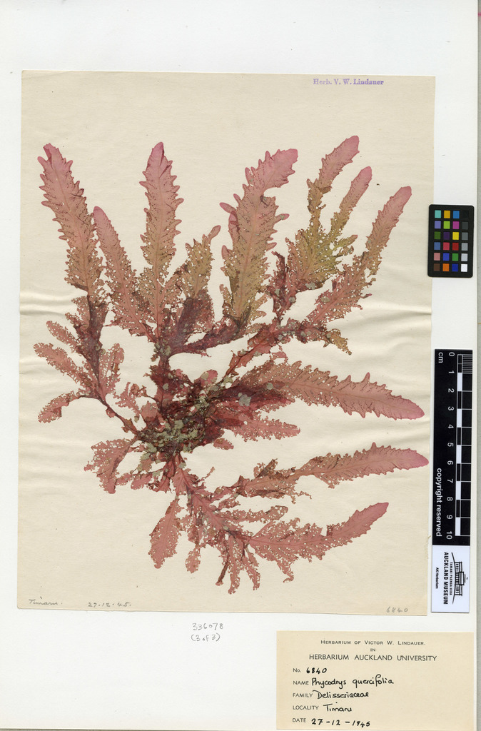 Phycodrys novae-zelandiae