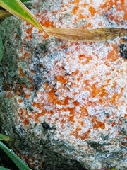 Penicillium italicum