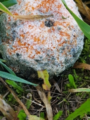 Penicillium italicum