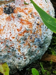 Penicillium italicum