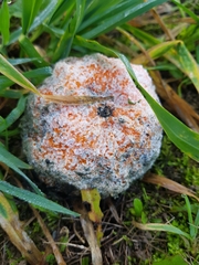 Penicillium italicum