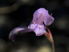 Gladiolus subcaeruleus