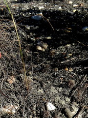 Gladiolus subcaeruleus