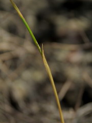 Gladiolus subcaeruleus