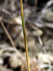 Gladiolus subcaeruleus