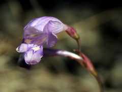 Gladiolus subcaeruleus