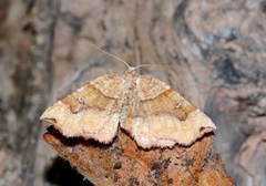 Artemidora alpherakyi