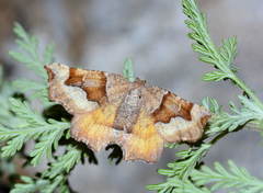 Artemidora maracandaria
