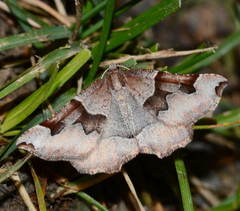 Artemidora maracandaria