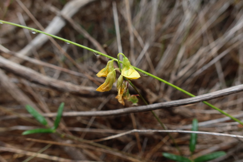 Image of Rhynchosia capensis by (c) Diana Studer, some rights reserved (CC BY)
