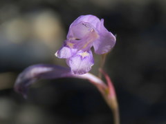 Gladiolus subcaeruleus