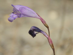 Gladiolus subcaeruleus
