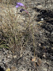 Gladiolus subcaeruleus