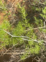 Asparagus exuvialis