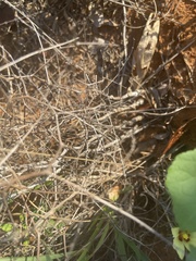 Asparagus exuvialis