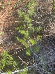 Asparagus exuvialis