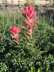 Castilleja purpurea