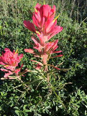Castilleja purpurea