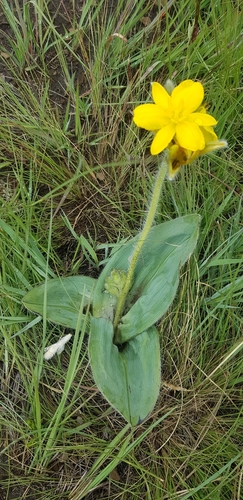 Hypoxis costata (Hypoxis costata)