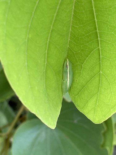 Benguela Reed Frog, Hyperolius benguellensis