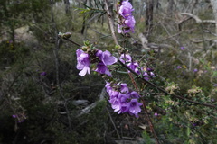 Prostanthera decussata