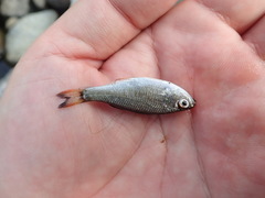 Kuhlia marginata
