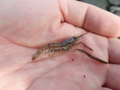 Macrobrachium japonicum