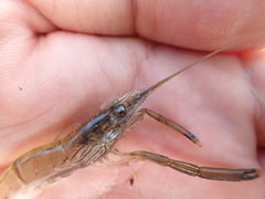 Macrobrachium japonicum