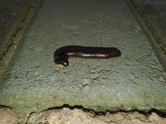 Orthoporoides